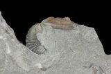 Flexicalymene Trilobite Fossil In Shale - Ohio #67660-3